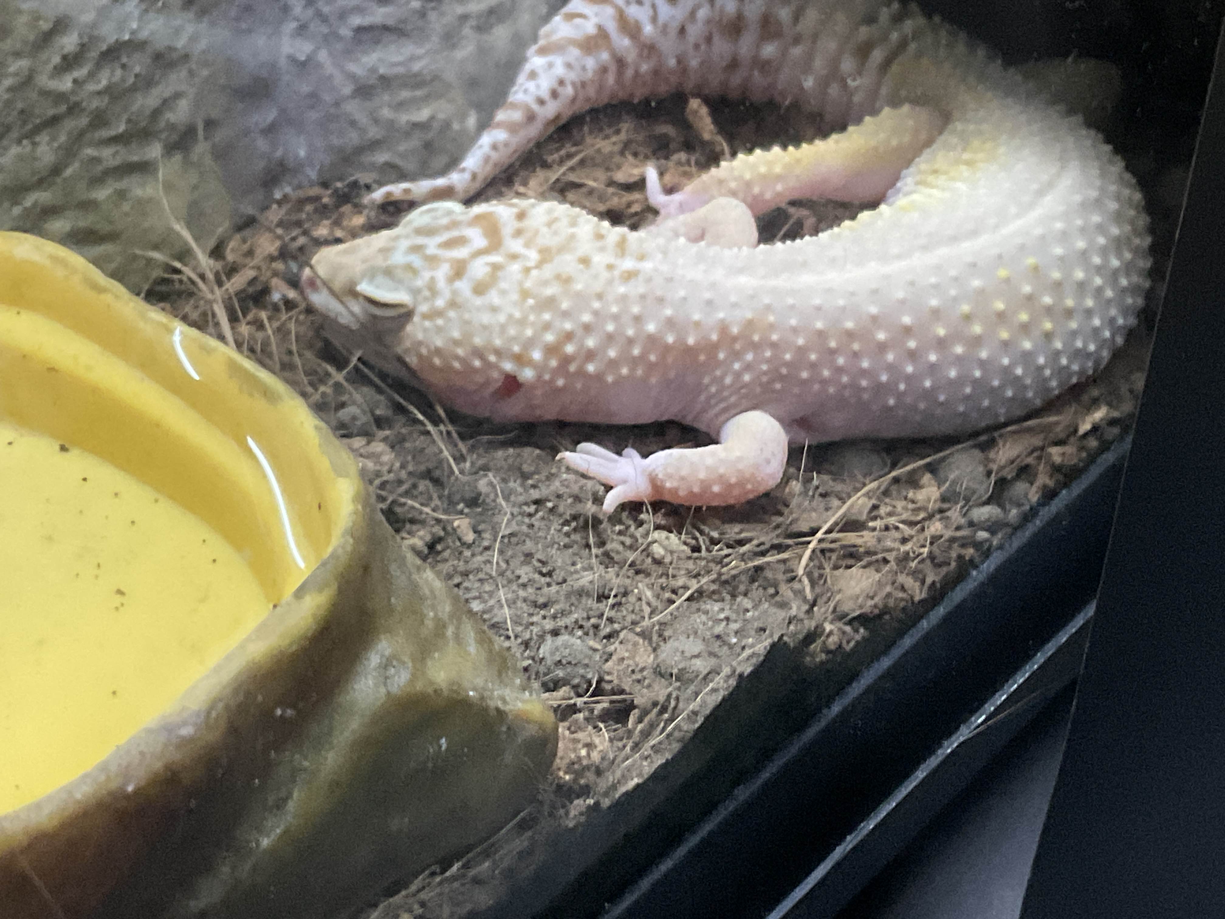a pink lizard sleeping