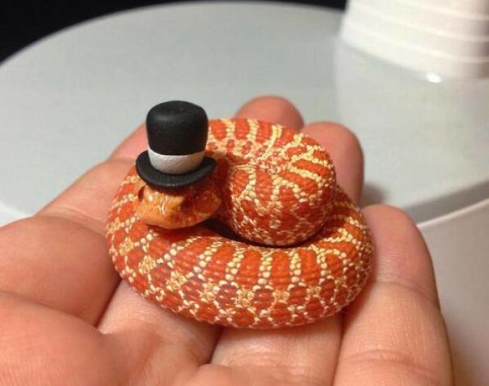 a baby python with a top hat